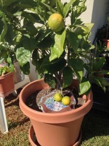 My new orange tree, compliments of my student/friend Pam who is moving to Palm Desert! Lots of juicing to come! 