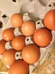 Fresh eggs from my student Lorraina's chickens! Thanks girl!!